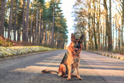 German shepherd 