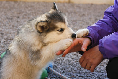 Close-up of malamute puppy with woman