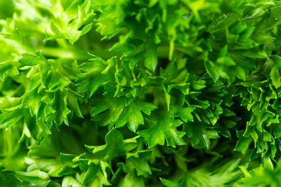 Full frame shot of fresh green leaves