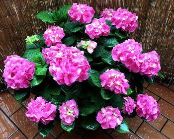 Close-up of pink rose