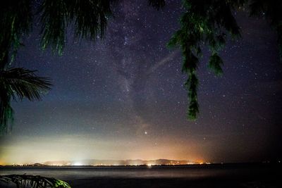 Trees against sky at night