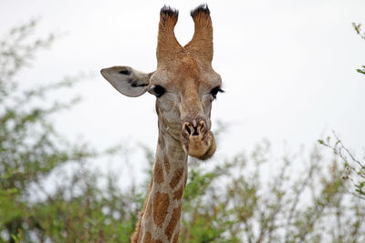 Low angle view of giraffe against sky