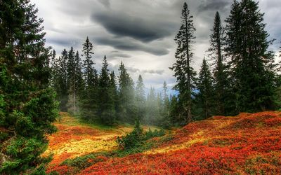 Trees in forest during autumn