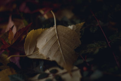 Close-up of maple leaves