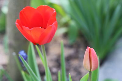 Close-up of red tulip