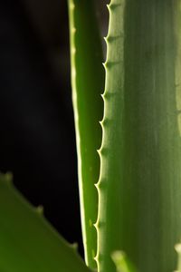 Close-up of green plant