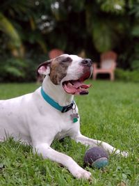 Dog looking away while relaxing on field