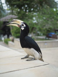 Close-up of bird perching outdoors