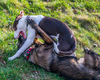 Dogs playing on grassy field