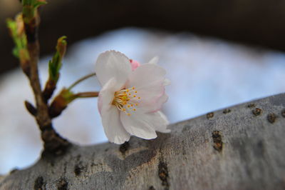 Close-up of white flowers blooming on tree