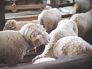 Close-up of sheep