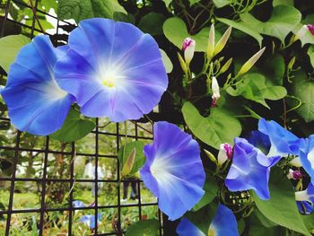 Close-up of purple flowers blooming outdoors