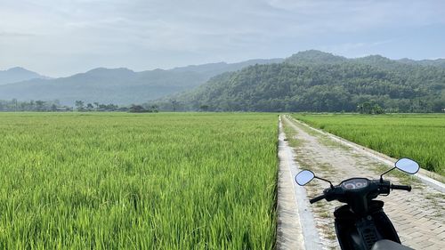 Vanishing point of road in the middle of rice field with motorcycle on the background