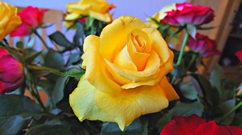 Close-up of yellow rose