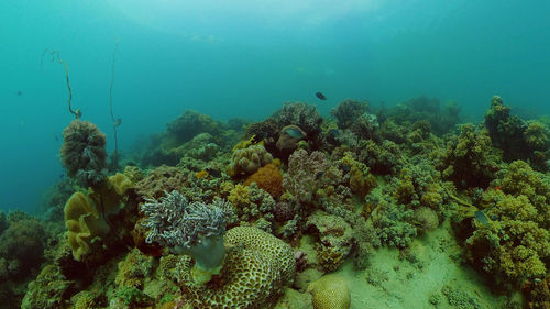 Underwater scene coral reef. hard and soft corals, underwater landscape.