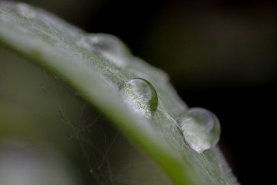 Close-up of raindrops on leaves