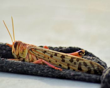 Close-up of insect