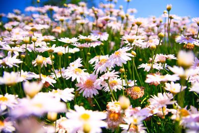 Close-up of white flowering plants on field