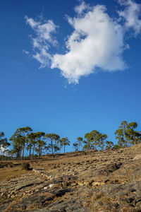 Low angle view of trees on beach against blue sky