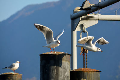 Seagulls perching on wooden post