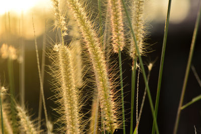 Close-up of wheat growing on field