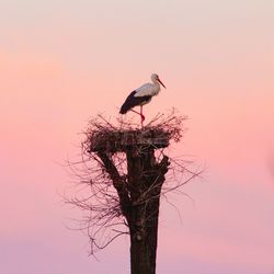 Bird perching on tree branch