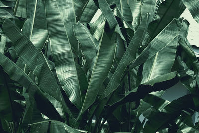 Full frame shot of palm tree leaves