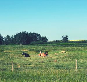 View of sheep on grassy field against clear sky