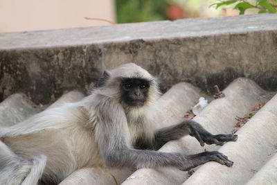 Close-up of monkey sitting on retaining wall