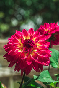 Close-up of pink dahlia