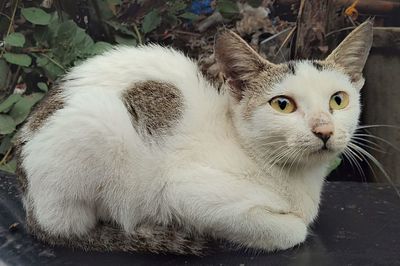 Close-up portrait of a cat