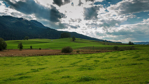 Scenic view of agricultural field against sky