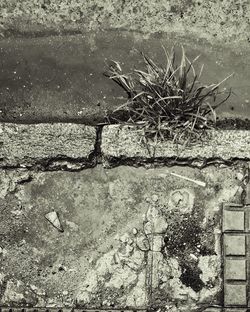 High angle view of plants on wall