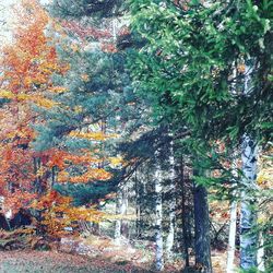 Close-up of trees in forest during autumn