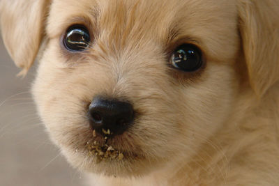 Close-up portrait of puppy with messy mouth