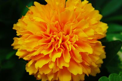 Close-up of orange marigold flower