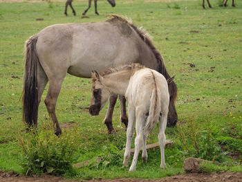 Wild horses in germany