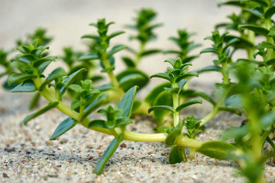 Close-up of fresh green plant