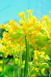 Close-up of yellow flowers blooming in field