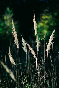 Close-up of stalks in field