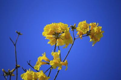 Low angle view of yellow flowers against clear blue sky