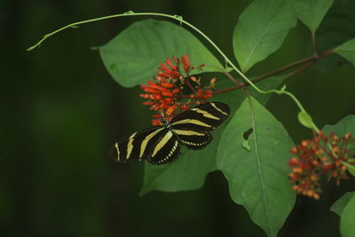 Close-up of butterfly on leaves