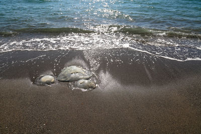 High angle view of crab on beach