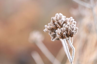 Close-up of wilted plant