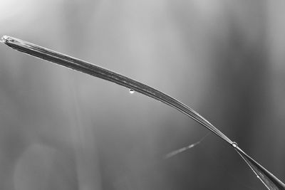 Low angle view of wet plant