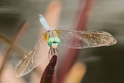 Close-up of butterfly perching on leaf