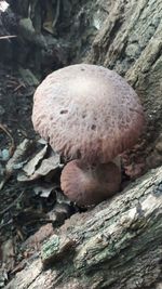 Close-up of mushrooms on rock