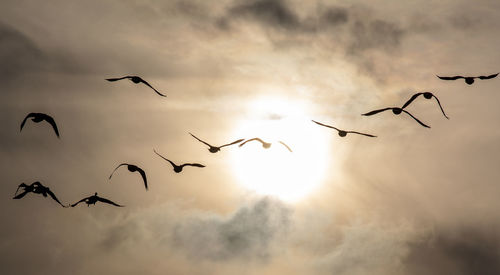 Low angle view of birds flying in sky