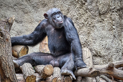 Man sitting on rock in zoo