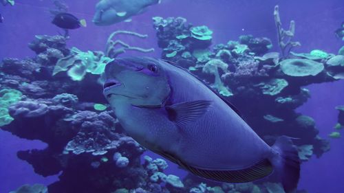 Fish swimming in sea